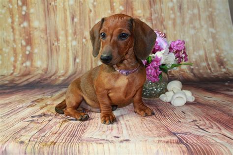Two short haired <strong>Dachshunds</strong>. . Free dachshund puppies in virginia